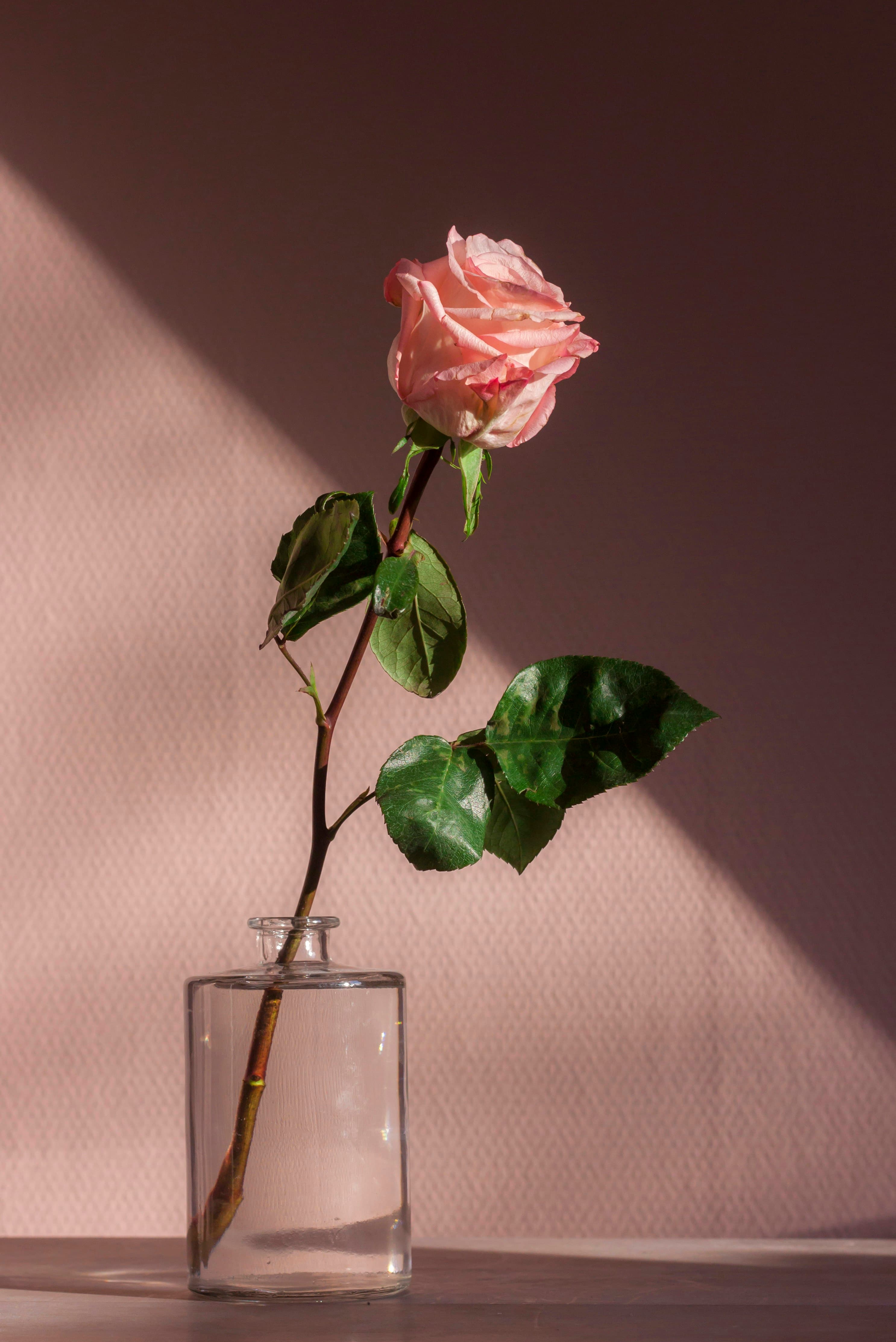Rosa cor de rosa em um vidro, com luz da tarde na parede